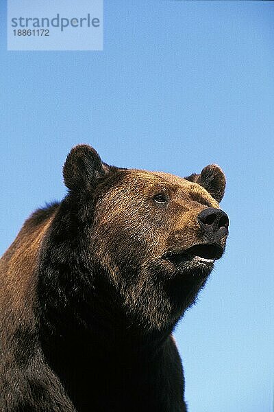 BRAUNBÄR (ursus arctos)  PORTRAIT EINES ERWACHSENEN