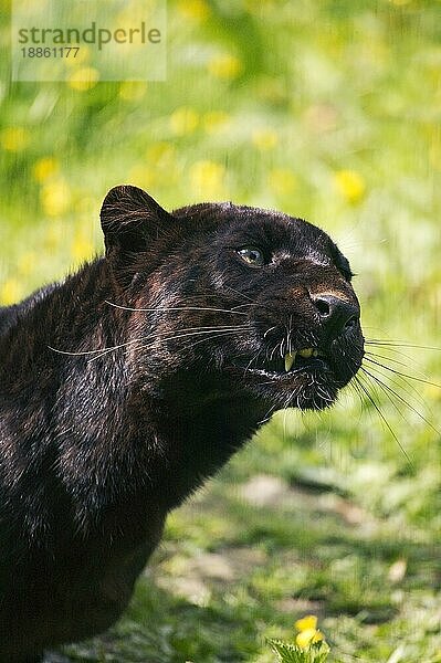 Schwarzer Leopard (panthera pardus) oder Schwarzer Panther  Portrait eines Erwachsenen