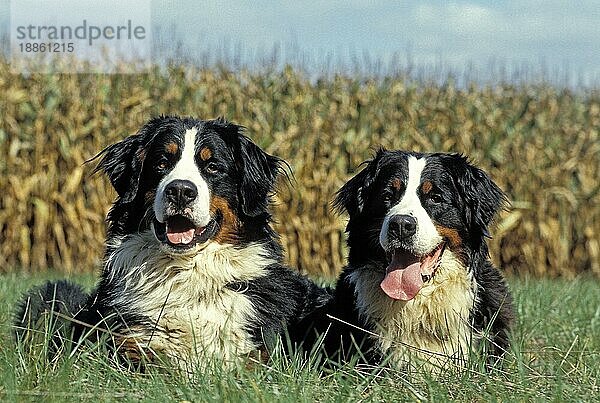 Berner Sennenhund  Erwachsene bei Maisfeld