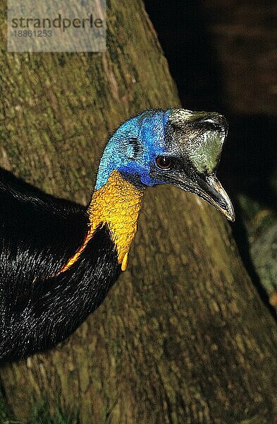 Nördlicher Kasuar (casuarius unappendiculatus) oder Einklapperkasuar  Porträt eines Erwachsenen