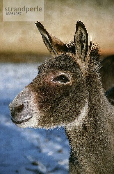 Asiatischer Wildesel oder Asiatischer Esel (equus hemionus)  Porträt eines Erwachsenen