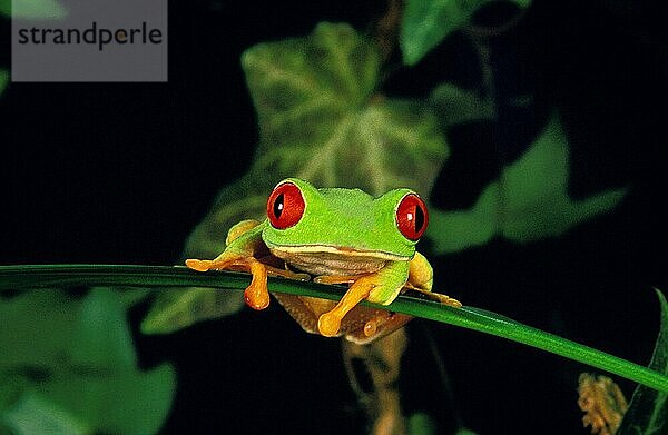 Rotaugenlaubfrosch (agalychnis callidryas)  ERWACHSENER AUF BLATT STEHEND