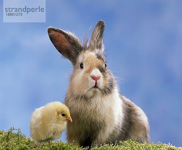 Chick and rabbit  Hühnerküken und Hauskaninchen  Haushuhn  domestic fowl  Kaninchen  innen  Studio