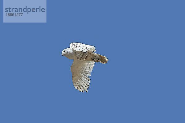 Schnee-Eule (nyctea scandiaca)  Erwachsener im Flug gegen blauen Himmel