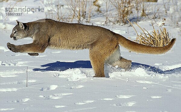 Puma (puma concolor)  ERWACHSENER LÄUFT DURCH DEN SCHNEE  MONTANA