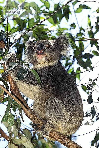 KOALA (phascolarctos cinereus)  ERWACHSENER IM BAUM  AUSTRALIEN