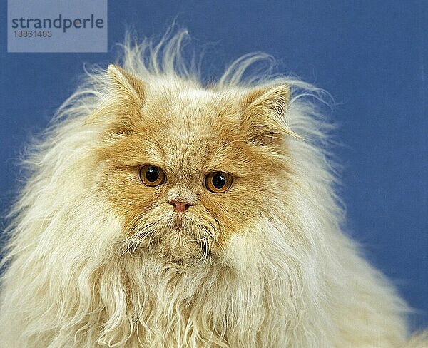 Creme Perser Hauskatze  Porträt von Erwachsenen gegen blauen Hintergrund