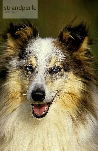 Shetland Sheepdog  Portrait eines erwachsenen Hundes