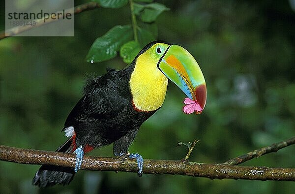 Kiefernschnabeltukan (ramphastos sulfuratus)  Erwachsener frisst Blume  Costa Rica  Mittelamerika