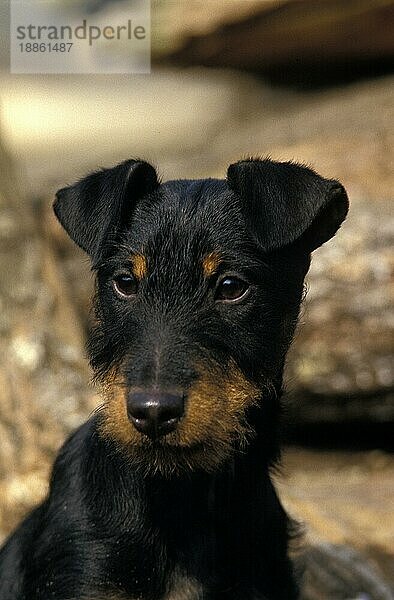 JAGD TERRIER ODER DEUTSCHER JAGDTERRIER  PORTRAIT EINES ERWACHSENEN