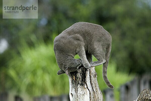 HAUSKATZE  ERWACHSEN  REIBT KOPF AN PFOSTEN  NAMIBIA