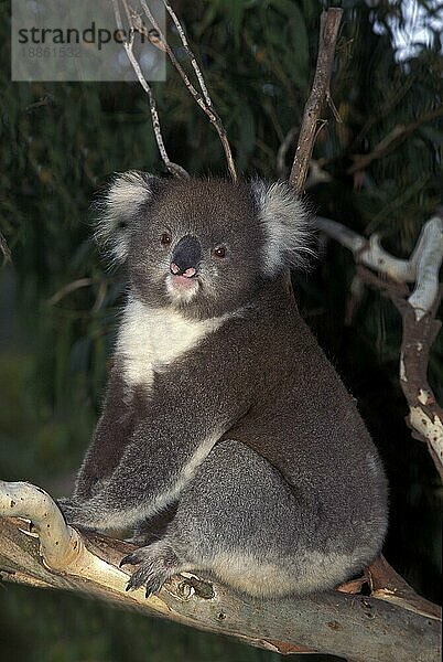 KOALA (phascolarctos cinereus)  ERWACHSENER AUF BRANCHE STEHend  AUSTRALIEN