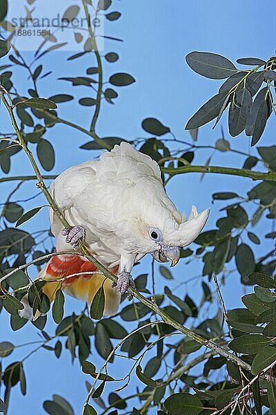 PHILIPPINISCHER Hahnenkamm ODER ROTER Hahnenkamm (cacatua haematuropygia)  ERWACHSENER AM BRANSCH