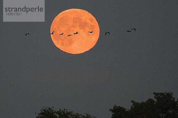 Graukraniche (Grus grus) vor Vollmond  Kranich  Niedersachsen  Deutschland  Europa