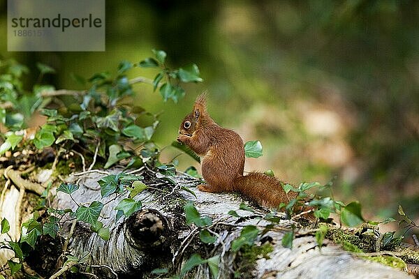 Europäisches Eichhörnchen (sciurus vulgaris)  ERWACHSENER FÄSST HAZELNUSS  NORMAL IN Frankreich