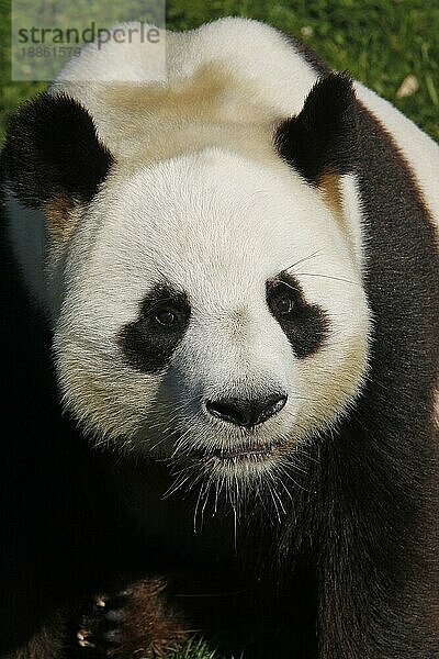 Großer Panda (ailuropoda melanoleuca)  Porträt eines Erwachsenen