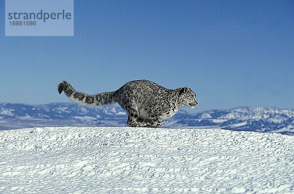 Snow Leopard oder Ounce  uncia uncia  Erwachsene unter Snow