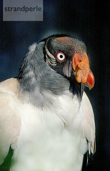 KING VULTURE (sarcoramphus papa)  PORTRAIT DES ERWACHSENEN