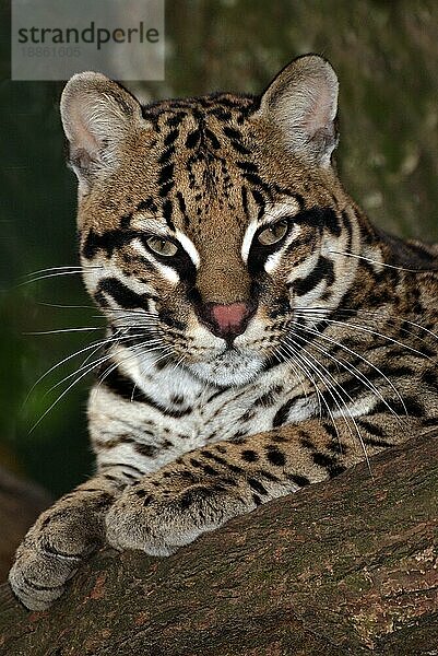 OCELOT (leopardus pardalis)  ERWACHSENER legt sich auf einen Ast