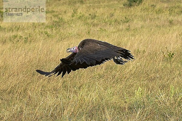 Ohrengeier (torgos tracheliotus)  ERWACHSENER IM FLUG  MASAI MARA in KENIA