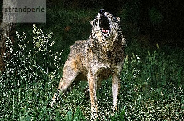 EUROPÄISCHER WOLF (canis lupus)  ERWACHSENER HEULEN