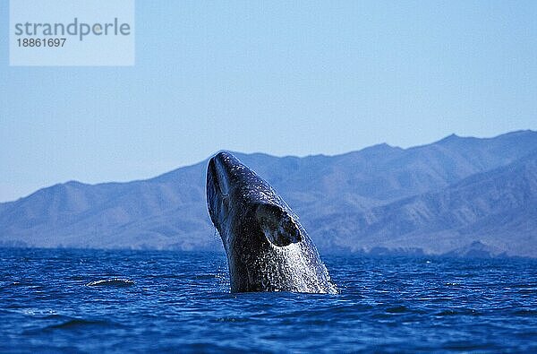 GRAUWAL (eschrichtius robustus)  ERWACHSENER BREAKING  BAJA CALIFORNIA IN MEXIKO