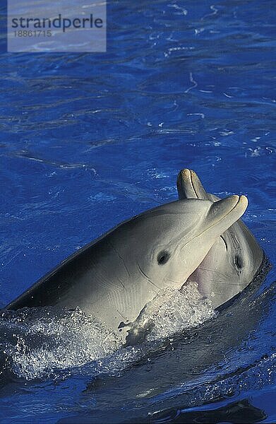 Großer Tümmler (tursiops truncatus)  Kopf eines Erwachsenen an der Oberfläche