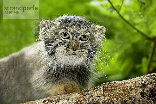 Manul (otocolobus manul) oder Pallas-Katze  Portrait eines Erwachsenen