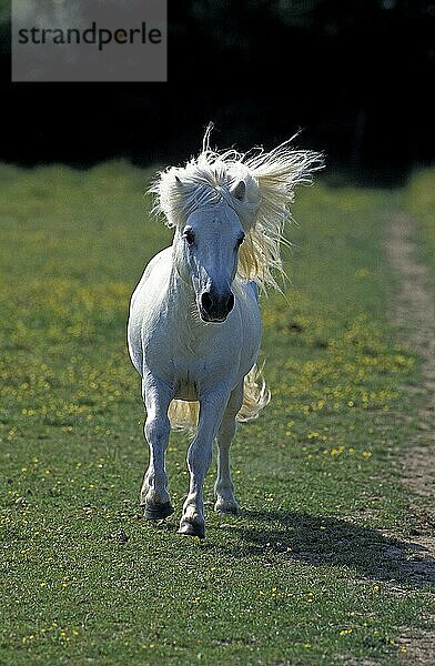 SHETLANDPONY  ERWACHSEN  TRABEND DURCH DIE WIESE