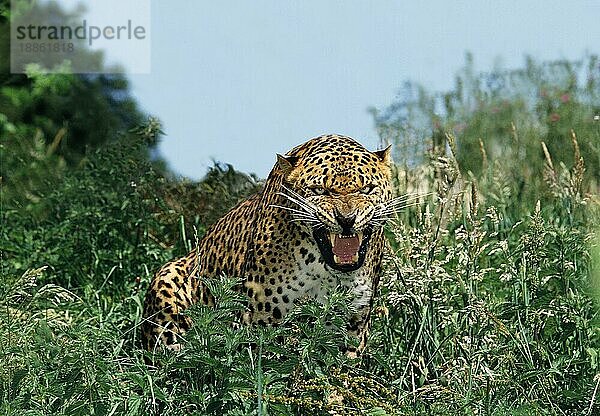 LEOPARD (panthera pardus)  ERWACHSENES SCHNARLEN IN BEDROHUNGSHALTUNG