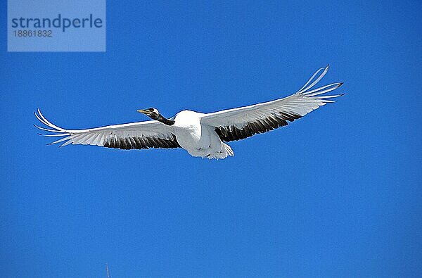 JAPANISCHER HANDE (grus japonensis)  ERWACHSENER IM FLUG  HOKKAIDO INSEL IN JAPAN