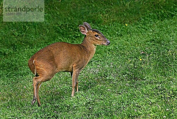 Chinesischer Muntjac (muntiacus reevesi)  Erwachsener auf Gras