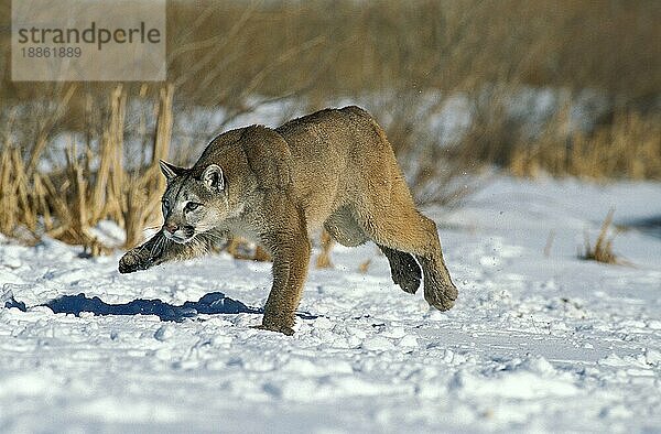 Puma (puma concolor)  ERWACHSENER LÄUFT DURCH DEN SCHNEE  MONTANA