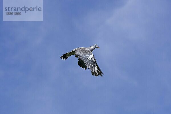 Ringeltaube (columba palumbus)  ERWACHSENE IM FLUG