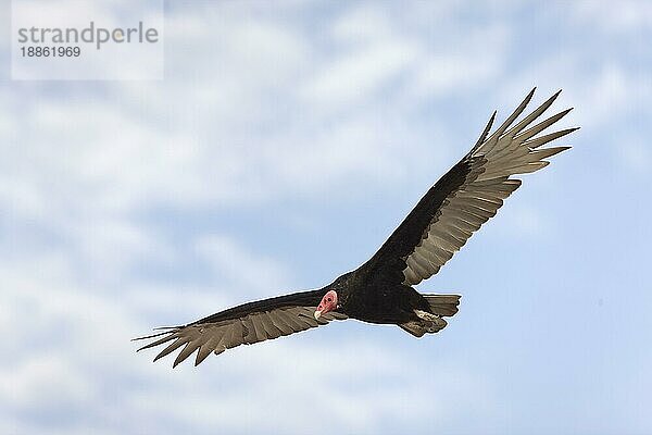 Truthahngeier (cathartes aura)  Erwachsener im Flug  Paracas National Park in Peru