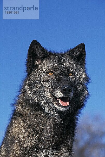 MACKENZIE VALLEY WOLF (canis lupus) mackenzii  PORTRAIT EINES ERWACHSENEN  KANADA