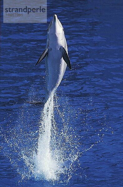 Großer Tümmler (tursiops truncatus)  ERWACHSENER SPRINGT AUS DEM WASSER  HONDURAS