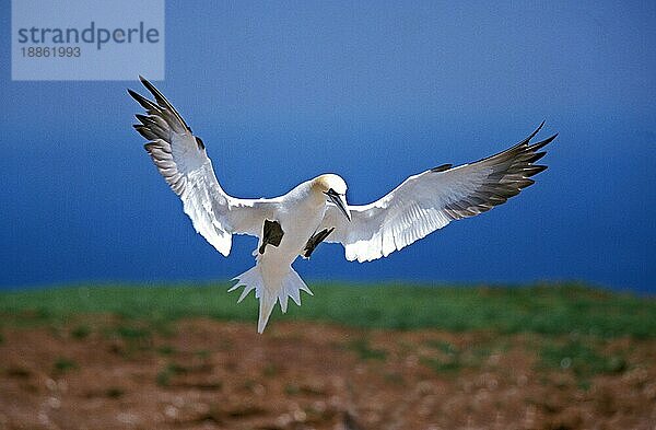 Basstölpel (sula bassana)  Erwachsener im Flug  Bonaventur  in Quebec  Island  Europa