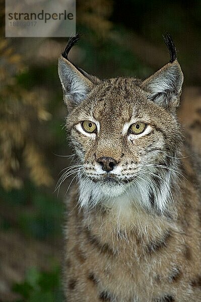 Europäischer Rotluchs (felis lynx)  Porträt eines Erwachsenen