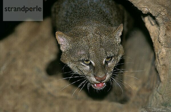 Jaguarundi  herpailurus yaguarondi  Porträt eines Erwachsenen