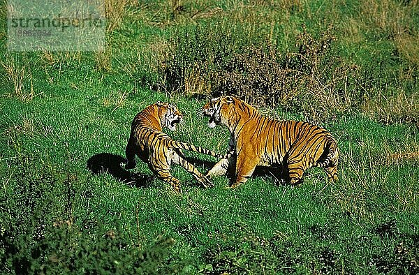 Bengalischer Tiger (panthera tigris tigris)  erwachsene Kämpfer