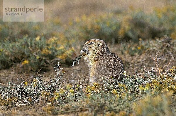 Schwarzschwanz-Präriehund (cynomys ludovicianus)  ERWACHSENER FÜTTERT BLÄTTER  WYOMING