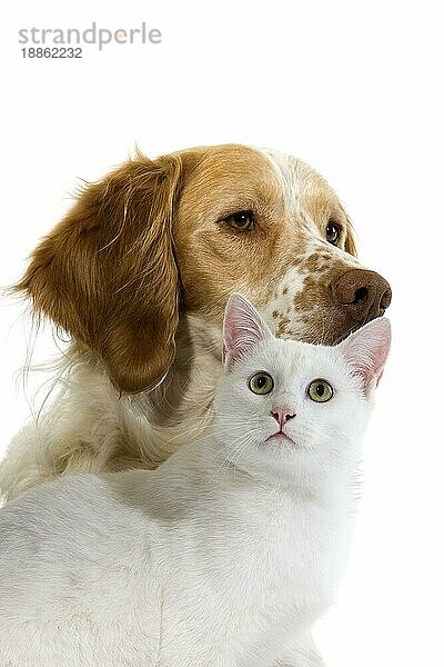 Französischer Spaniel-Hund (Zimtfarbe) mit weißer Hauskatze vor weißem Hintergrund