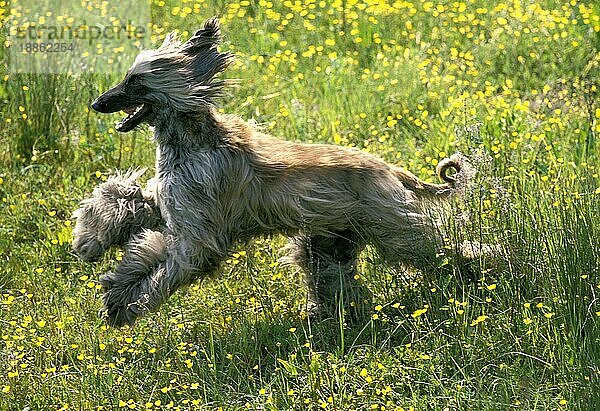 Afghanischer Windhund  Erwachsener läuft durch Blumen