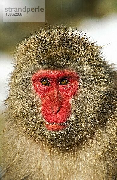 JAPANISCHER MACAQUE (macaca fuscata)  PORTRAIT EINES ERWACHSENEN  HOKKAIDO INSEL IN JAPAN