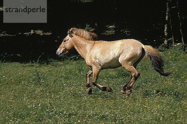 Przewalski-Pferd  Erwachsener im Galopp durch die Koppel