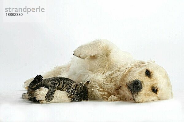 Golden Retriever und Hauskatze  Kätzchen  getigert