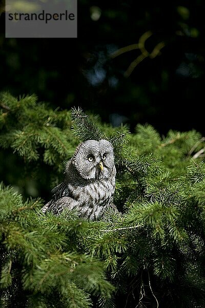 Bartkauz (strix nebulosa)  ERWACHSENER IM BAUM STEHEND