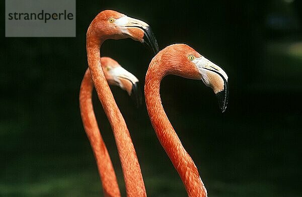 Chilenischer Flamingo (phoenicopterus chilensis)  Gruppe von Erwachsenen