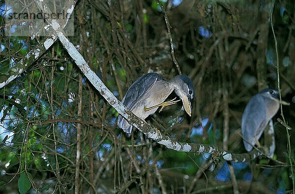 Kahnschnabelreiher (cochlearius cochlearius)  Erwachsener im Baum  Costa Rica  Mittelamerika